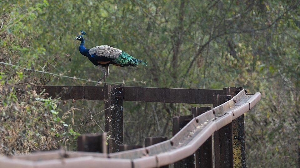 Metal Peacock Wall Hanging